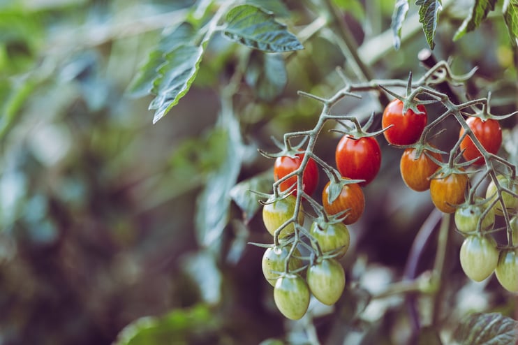 Hygiënevoorschriften tomatenkwekerij